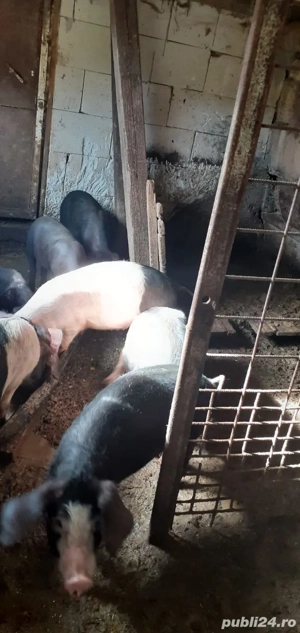 Vand purceii - imagine 2 Vand purceii - imagine 2