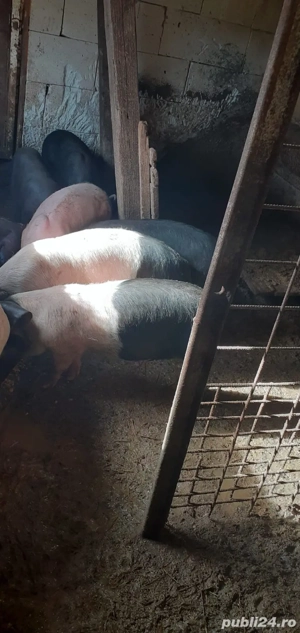 Vand purceii - imagine 4 Vand purceii - imagine 4