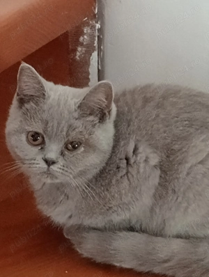 Fetiță british shorthair lila