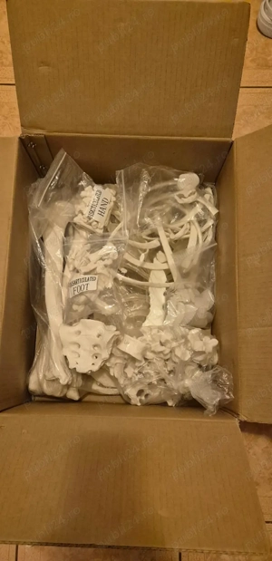 Oasele scheletului uman pentru studiu (400 lei negociabil) - imagine 3