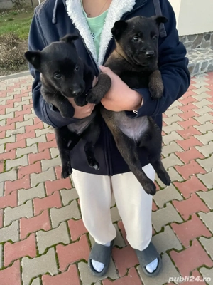 vand catei malinois, rasa pura - imagine 3