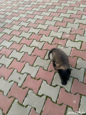 vand catei malinois, rasa pura - imagine 5