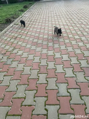 vand catei malinois, rasa pura - imagine 4