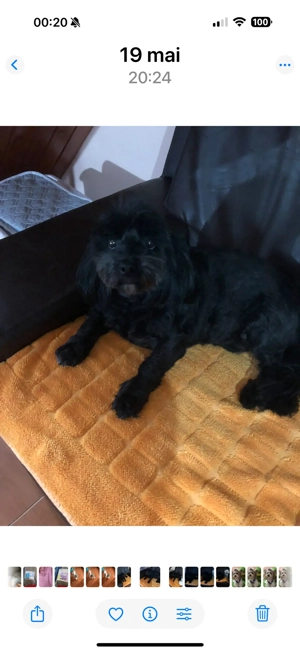 Femela metis yorkshire terrier black - imagine 2