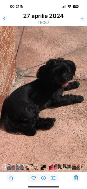 Femela metis yorkshire terrier black