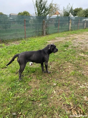 vand femela cane corso varsta 2 ani - imagine 4 vand femela cane corso varsta 2 ani - imagine 4