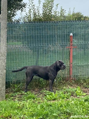 vand femela cane corso varsta 2 ani - imagine 2 vand femela cane corso varsta 2 ani - imagine 2