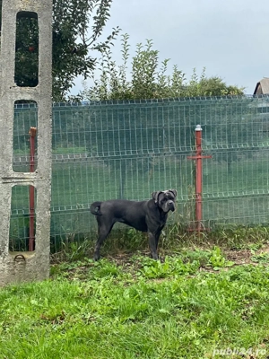 vand femela cane corso varsta 2 ani - imagine 3 vand femela cane corso varsta 2 ani - imagine 3