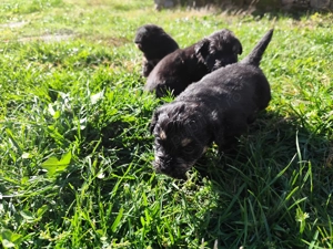 Donez spre adopție cățelușă Bichon Havez + 3 pui de 9 sapt - imagine 5