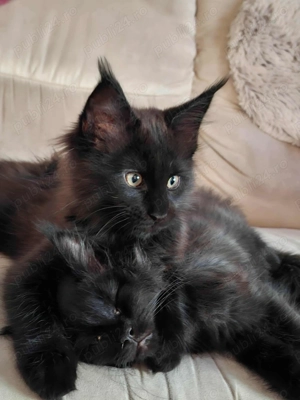 De vânzare pui Meine Coon