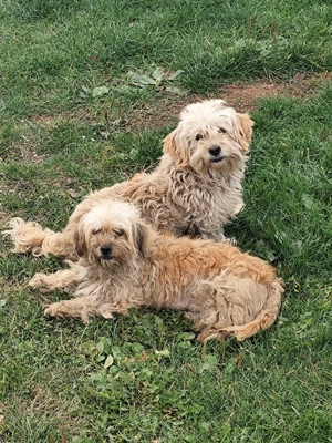 Donez spre adopție cățelușă Bichon Havez + 3 pui de 9 sapt