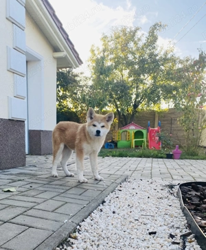 Pui akita inu din părinți cu pedigree tip A - imagine 3