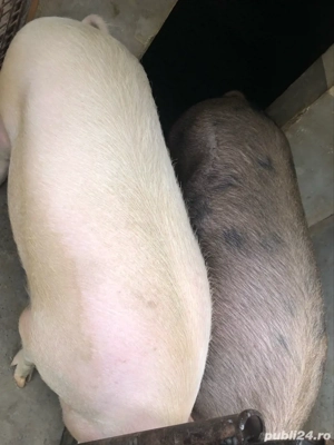 Scroafa pentru sacrificat - imagine 3 Scroafa pentru sacrificat - imagine 3
