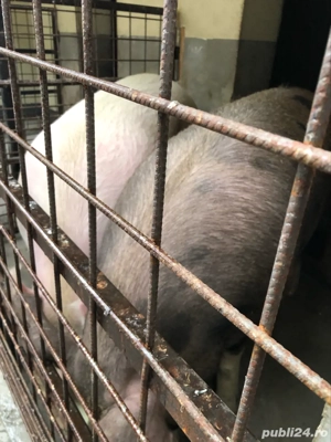 Scroafa pentru sacrificat - imagine 2 Scroafa pentru sacrificat - imagine 2