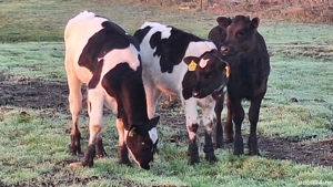 Vând taurasi si vitele 