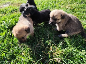 Donez spre adopție cățelușă Bichon Havez + 3 pui de 9 sapt - imagine 4