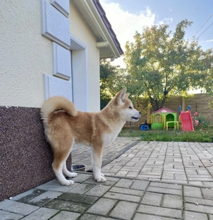 Pui akita inu din părinți cu pedigree tip A - imagine 4