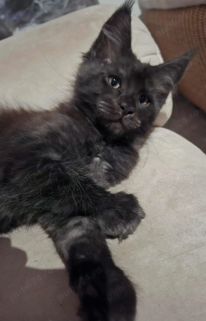 De vânzare pui Meine Coon - imagine 3