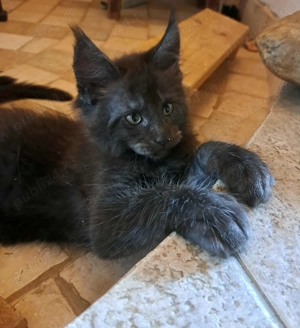 De vânzare pui Meine Coon - imagine 2