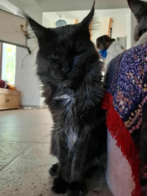 De vânzare pui Meine Coon - imagine 4