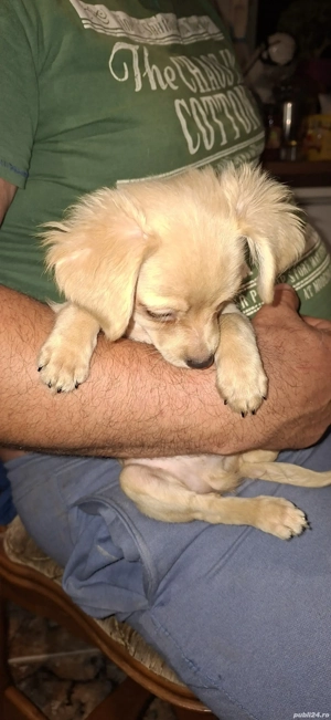 chihuahua talie mica - imagine 3 chihuahua talie mica - imagine 3