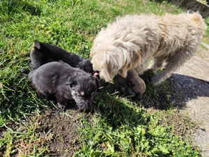 Donez spre adopție cățelușă Bichon Havez + 3 pui de 9 sapt - imagine 2