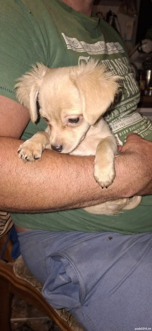 chihuahua talie mica - imagine 4 chihuahua talie mica - imagine 4