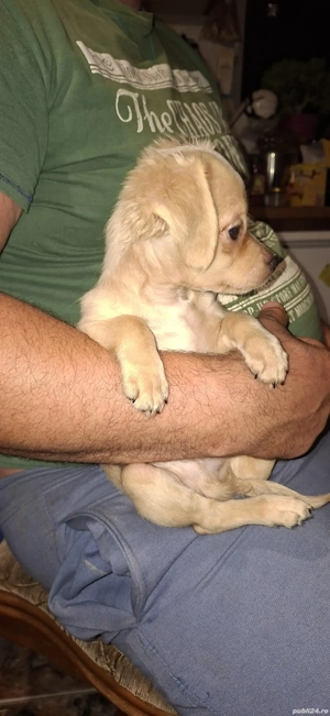 chihuahua talie mica - imagine 2 chihuahua talie mica - imagine 2