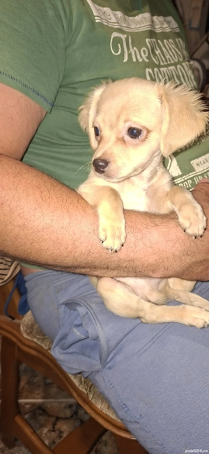 chihuahua talie mica