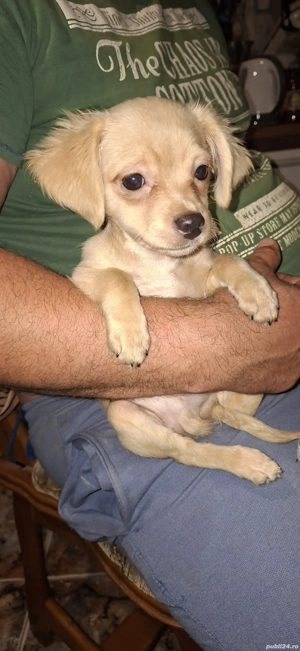 chihuahua talie mica - imagine 5 chihuahua talie mica - imagine 5