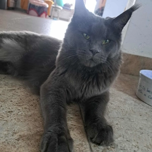 De vânzare pui Meine Coon - imagine 5