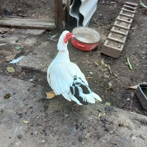 Vand Rățoi lesesc - imagine 2