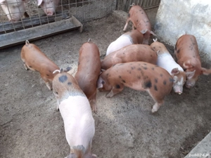 vând purcei - imagine 2