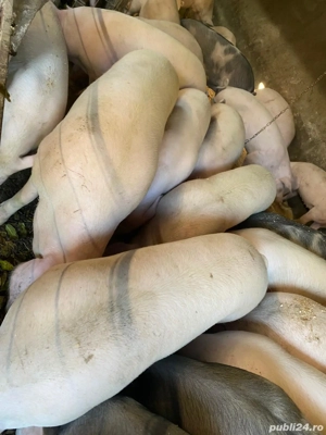 Vand porci pentru Crăciun 