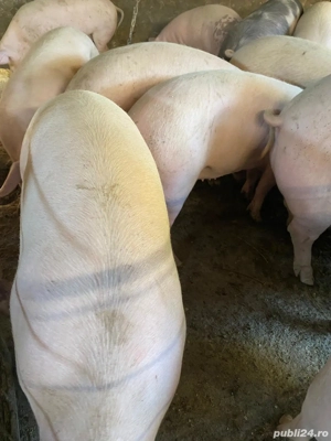 Vand porci pentru Crăciun  - imagine 4