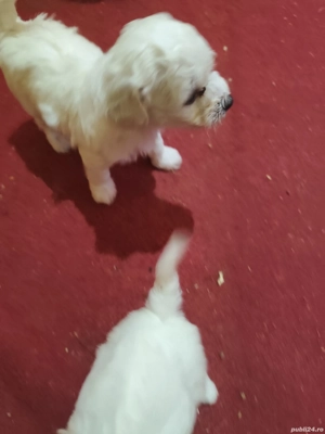 bichon frize - imagine 2 bichon frize - imagine 2