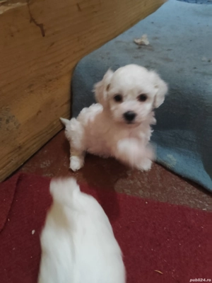 bichon frize - imagine 3 bichon frize - imagine 3