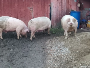 De vanzare porci 