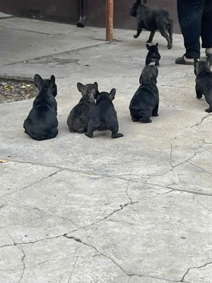 Vând pui bulldog francez - imagine 2