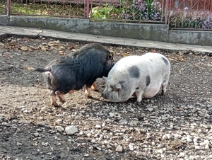 vand porci vietnamezi 