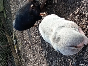 vand porci vietnamezi  - imagine 3 vand porci vietnamezi  - imagine 3