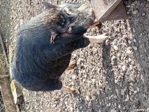 vand porci vietnamezi  - imagine 2 vand porci vietnamezi  - imagine 2