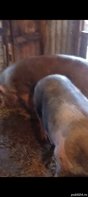 porci de vânzare  - imagine 5 porci de vânzare  - imagine 5
