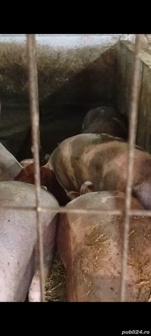 porci de vânzare  - imagine 4 porci de vânzare  - imagine 4
