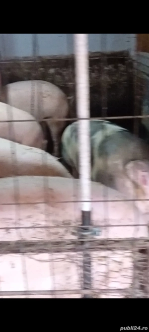 porci de vânzare 
