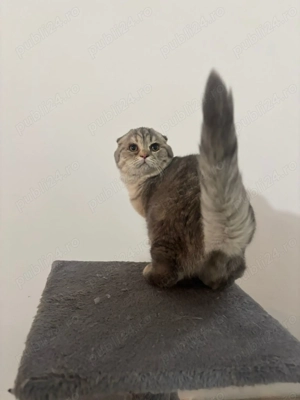 Pisici scottish de vânzare  - imagine 2