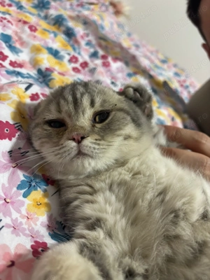 Pisici scottish de vânzare  - imagine 3