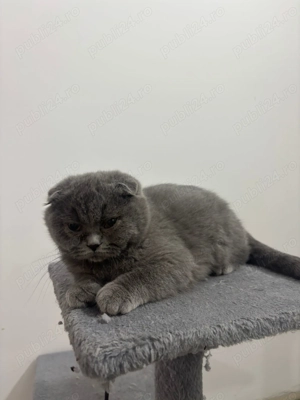 Pisici scottish de vânzare 