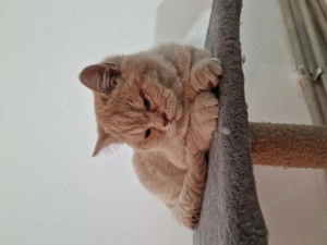 Pisici scottish de vânzare  - imagine 5