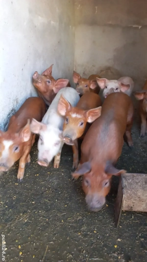 Vând Grasuni - imagine 4